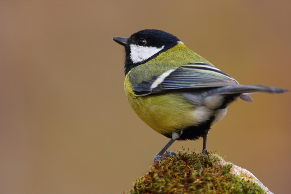 Imagen 56 de la galería de Carbonero común - Great tit (Parus major)